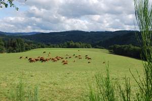Paysages autour de la Maison du Masjoubert 87120, les vaches au prés en Limousin