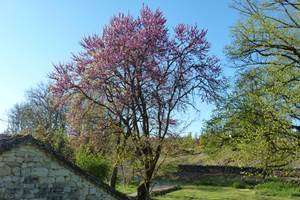 Arbre de judée