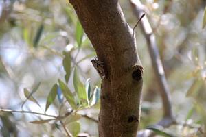 Seul le chant des cigales perturbera votre tranquillité au Cellier des Amis