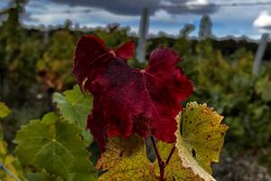 le groleau en automne