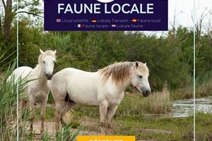 Environnement naturel préservé avec présence de chevaux de Camargue, offrant un cadre authentique et typique des paysages sauvages du sud.