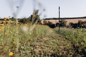 champ-fleurs-sechees-ferme-florale-terralya-gers