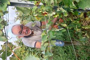 philippe en vendange