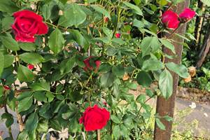 Rosier du jardin accessible aux clients