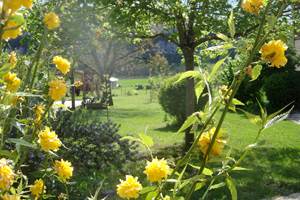 vue jardin fleurs