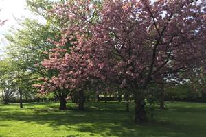 Prunus - Parc Le Domaine Enchanté