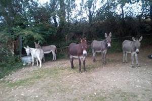 Les ânes au pré d'été