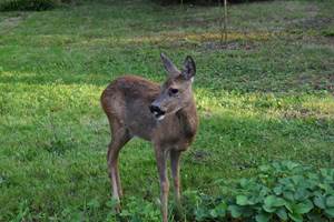 biche