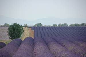 Les fameuses lavandes