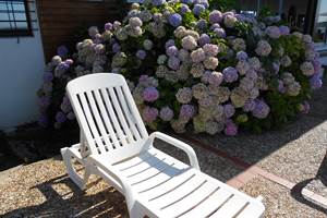 Hortansias