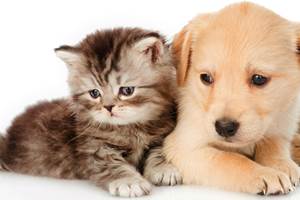 chat-chiens-