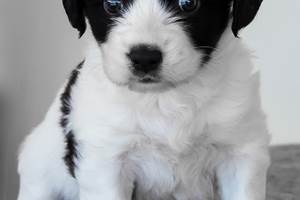 chiens