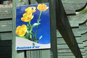 Bouton d'or-623