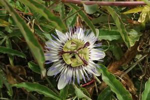 Les passiflores du jardin
