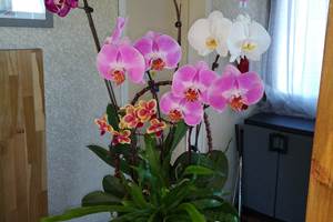IMG_20210619_100117