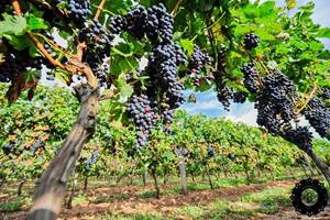 Vignobles Chagnoleau