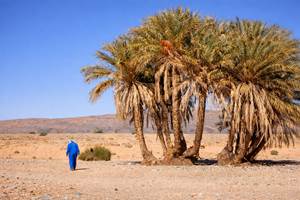 Palmiers dattiers dans le reg