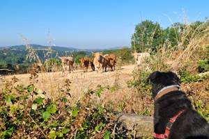 chien-vaches-campagne-aveyron-slow-life-saisonnee-centres