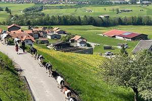 Vue sur la vallée et Poya: montée à l'alpage