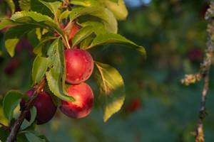 09 Jardin.- MSA_0684_