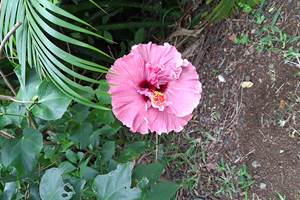 HIBISCUS