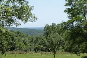 Vue depuis la terrasse de la piscine (verger et forêt)