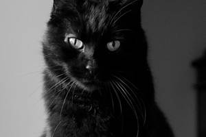 chambre-hotes-riec-sur-belon-finistere-sud-bretagne-cornouailles-bed-and-breakfast-visite-pont-aven-sentier-cotier-randonnée-jardin-centre-bourg