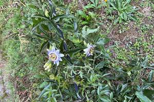 Passiflore
