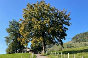 Chêne debut d'automne