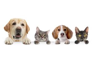 animaux casa mypi