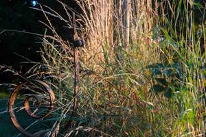 10 Escargot.- MSA_0674_