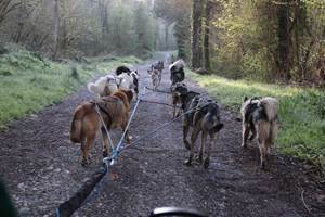 Sortie cani-kart avec les chiens de traineau