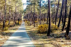 piste cyclable-Bassin d'Arcachon