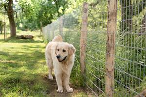 Honden welkom - Chiens bienvenus - Hundefreundlich - Dog-friendly