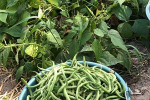 Ici on mange les légumes du jardin