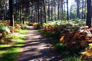 Location-pres-de-la-foret-de-Chevreuse