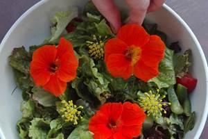 salade aux fleurs de capucines