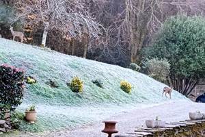 chevreuil nature -