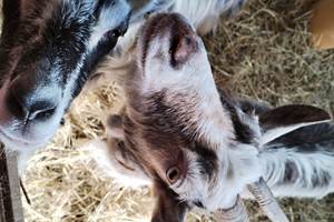ferme - chèvres des fossés