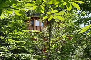 au milieu des feuilles