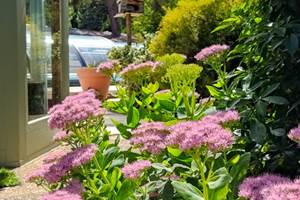 paysage fleuri du Gîte