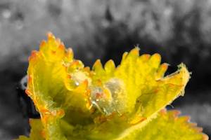 Photoroom-20240323_075805-01