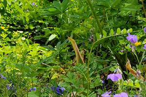 Fleurs du jardin