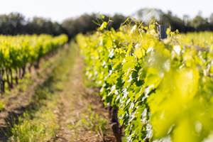 RoutedesVins-DomaineduBlavet-©LeaGil.9
