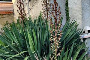 Yucca début floraison 18102025