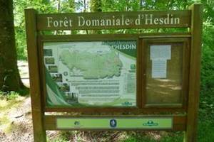 Au cœur du Pas-de-Calais, la forêt d’Hesdin offre un cadre préservé pour un séjour ressourçant dans notre gîte rural des Hauts-de-France.