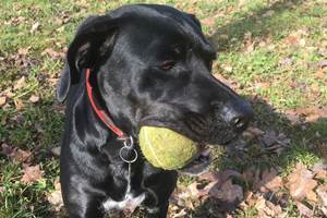Harley - notre chienne