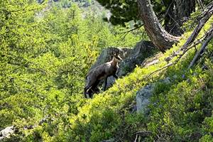 Chamois