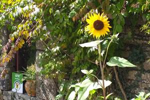 Pierres et végétation au Gîte