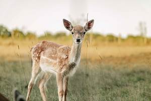 une belle naissance ferme trencalli